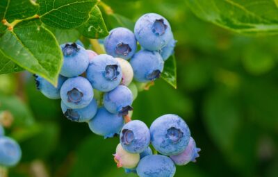 Free photos of Blueberries