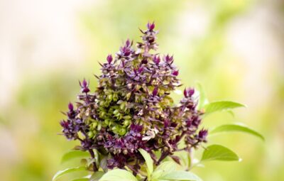 Free Holy Basil Nature photo and picture