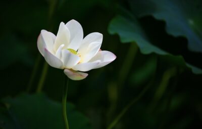 Free photos of Lotus