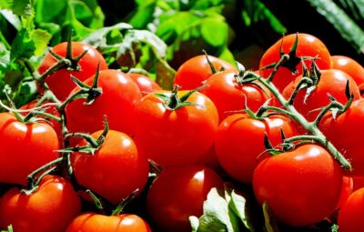 Free photos of Tomatoes